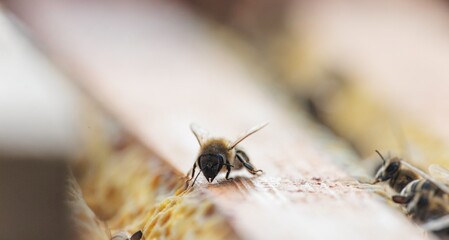 A very close, detailed, and slightly abstract view of active European honey bees on the hexagonal wax cells of a natural honeycomb structure during daylight hours