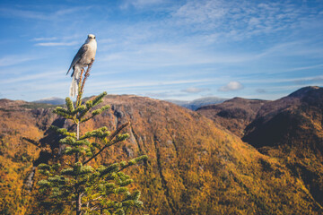 Bird perched on top of tree overlooking autumn landscape with mountains in the background during a clear day