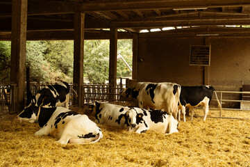 Cows sitting in the barn resting together