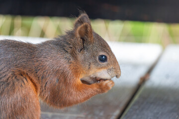 Profile of a Red Squirrel Foraging on a Wooden Bench