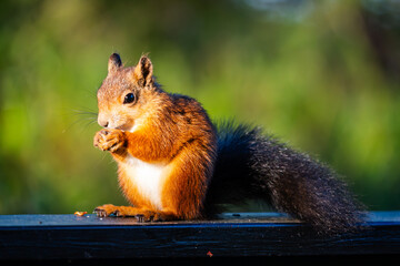 Sunlit Red Squirrel with Bushy Tail Sitting on a Wooden Railing