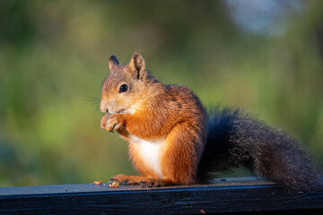 A Red Squirrel Enjoying a Meal on a Wooden Railing