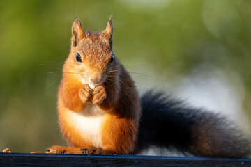 A Red Squirrel Looks at Camera While Eating a Snack