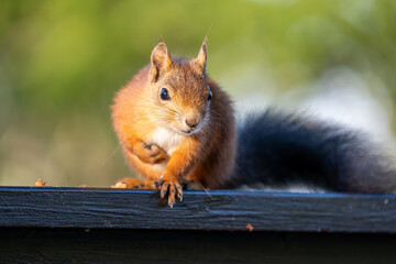 A Red Squirrel Sitting Peacefully on a Wooden Railing