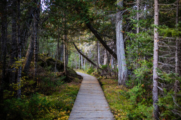 Winding wooden pathway through a serene forest in autumn, surrounded by tall trees and colorful foliage
