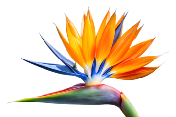 Vibrant Bird of Paradise Flower on White Background