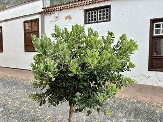 Metrosideros excelsa or New Zealand Christmas Tree plant isolated on a white building background in...