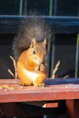 Cute Red Squirrel Eating a Nut on a Sunny Day