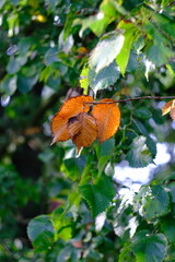 Gałąź drzewa z zielonymi i pomarańczowymi liśćmi w trakcie zmiany sezonu © FotoWave Dawid Nowak