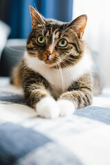 Relaxing cat at home tabby with green eyes elegant pet in a purple bow tie lounging on the sofa domestic feline portrait stylish cozy interior