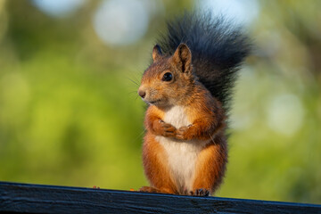 Sweet red squirrel sitting with paws folded on a railing