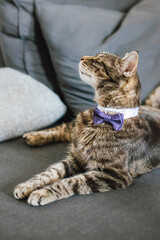 Elegant domestic cat with bow tie tabby fur and green eyes sitting on sofa charming pet portrait stylish feline wearing purple accessory relaxing indoors