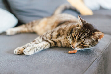 Relaxing cat at home tabby with green eyes elegant pet in a purple bow tie lounging on the sofa domestic feline portrait stylish cozy interior