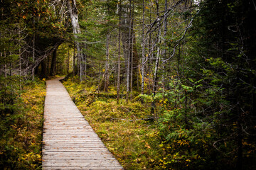 Wooden pathway surrounded by lush greenery in a tranquil forest setting during autumn season