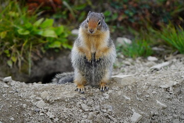 Squirrel