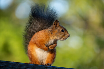 Red squirrel sitting calmly on a railing, side profile