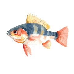 Fototapeta premium Watercolorstyle Yellow Perch with Blue Stripes and Red Fins Illustration