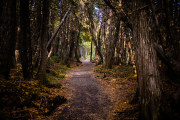 Serene forest pathway winding through tall trees under a clear sky during autumn season