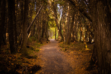 Tranquil forest pathway surrounded by autumn foliage in a serene woodland setting