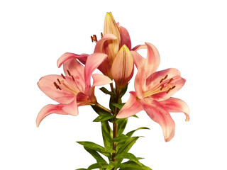  Lily Flower on Transparent Background PNG
