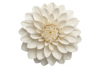 White dahlia flower blossoming with transparent background