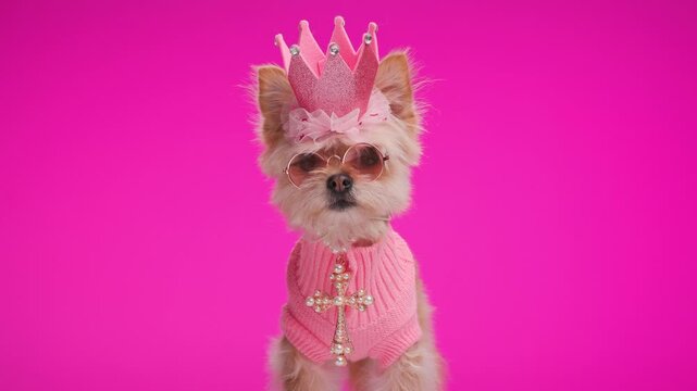 curious little Pomeranian spitz puppy wearing accessories, sunglasses, looking around and standing in front of pink background