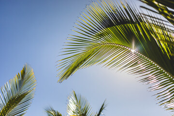 Palm leaves sway gently under a clear blue sky with sunlight filtering through greenery in a tropical paradise setting