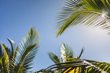 Lush palm trees swaying gently under a bright blue sky in a tropical setting during a sunny afternoon