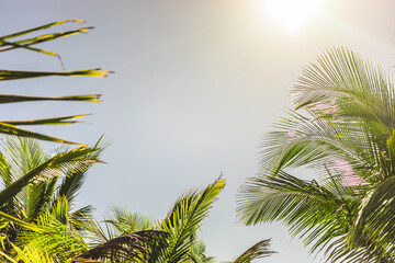 Beautiful palm trees under a bright sun against a clear sky in a tropical paradise during the afternoon