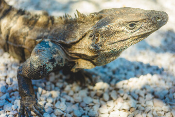 Close-up view of a large lizard on pebbles under sunlight in a natural setting
