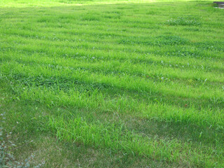 lawn is trimmed in straight stripsips