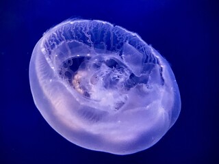 Moon jellyfish close-up on deep blue background, translucent sea jelly macro in aquarium, abstract underwater texture