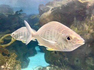Close-up of silver reef fish pair swimming in a public aquarium, underwater wildlife background for banner or web