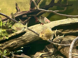 Tropical freshwater fish around driftwood in a planted aquarium, community tank scene and natural wildlife background