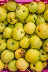 Fresh green apples in a vibrant basket at a local market during autumn harvest season