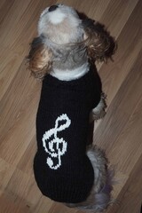 On a wooden background sits a dog of the breed shih tzu dressed in a knitted black sweater with a white pattern of a treble clef. Handmade