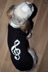 On a wooden background sits a dog of the breed shih tzu dressed in a knitted black sweater with a white pattern of a treble clef. Top view. Handmade