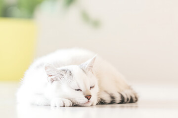 Adorable fluffy white mother cat gently sleeping and cuddling her tiny light colored kitten in a soft warm light