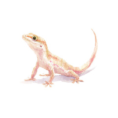 Fototapeta premium Colorful watercolor lizard illustration on black background, cut out