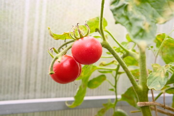 Ripe red tomatoes grown in a greenhouse. Gardening tomato.