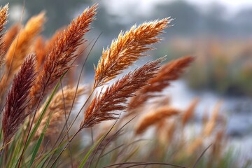 Golden pampas grass blowing gently in the soft morning light near river's edge in Autumn season, creates a beautiful natural landscape