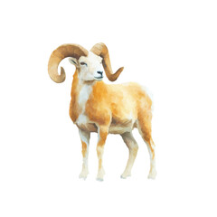 Obraz premium Majestic bighorn sheep standing proudly with elegant curved horns on a black background, cut out