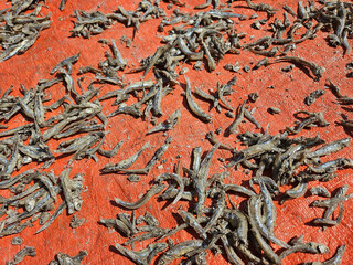 Anchovies Drying  – Traditional Coastal Fish Preservation Scene, Shimoni, Kenya