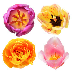 Collection head tulip flower isolated on white background. Top view, flat design, florist business concept