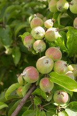 Lot of apples originated on the apple tree, it is overloaded