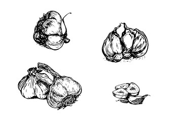 Garlic hand drawn sketch set, black line illustration of garlic bulbs and cloves