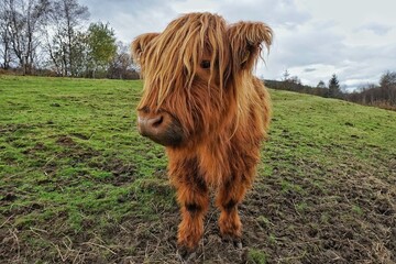 Fototapeta premium Scottish Highland cow in a field. 