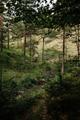 Small stream flowing through a forest in Divcibare, Serbia. Peaceful nature landscape
