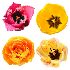 Collection head tulip flower isolated on white background. Top view, flat design, florist business concept