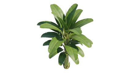 Green leafy plant isolated on transparent background